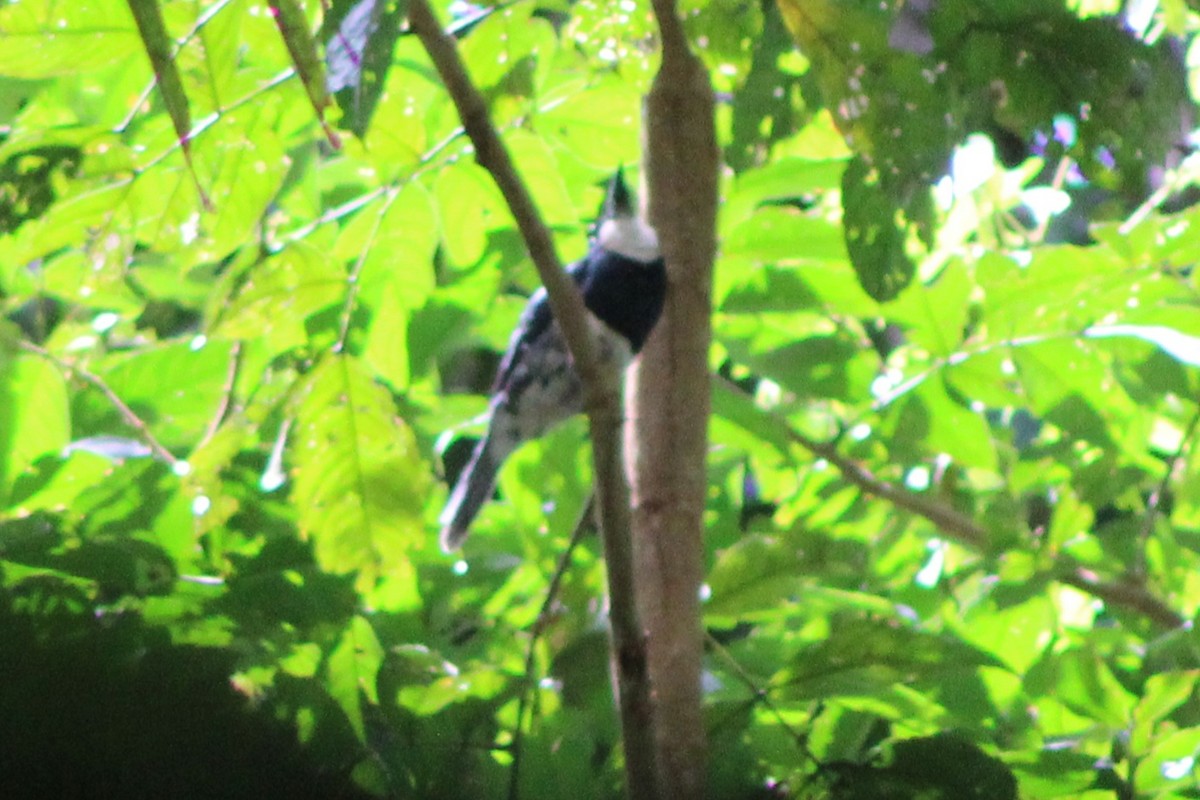 Black-breasted Puffbird - ML622826926