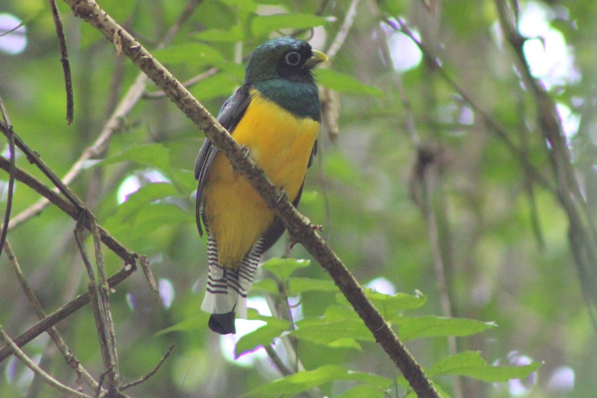 Northern Black-throated Trogon - Tommy DeBardeleben