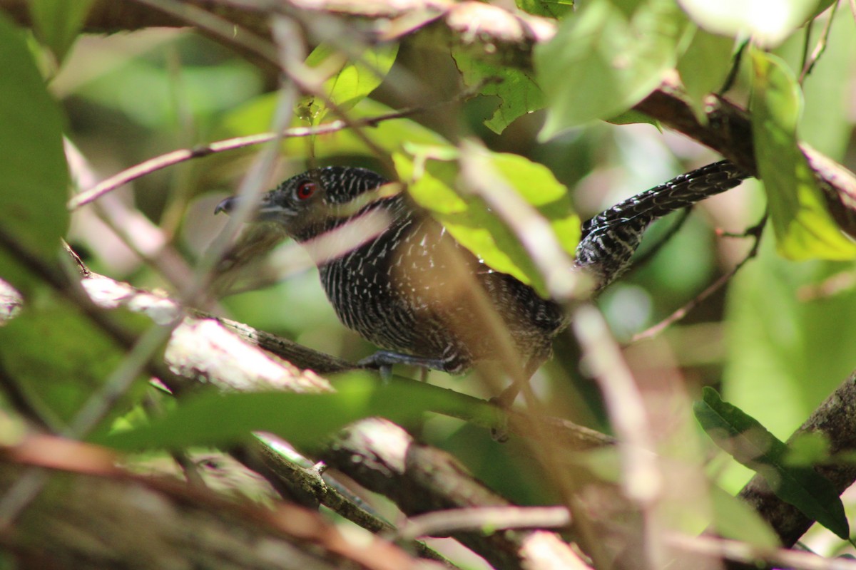 Fasciated Antshrike - Tommy DeBardeleben