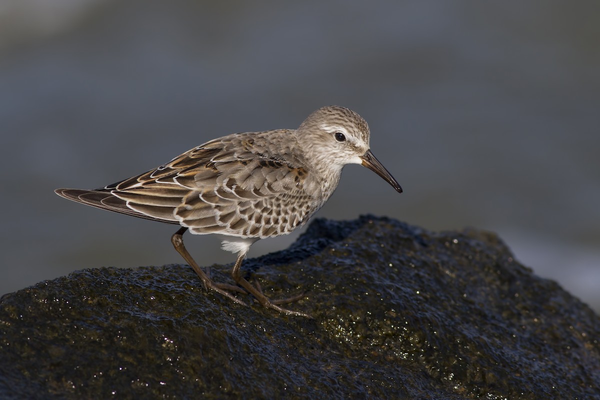 White-rumped Sandpiper - Samuel Paul Galick