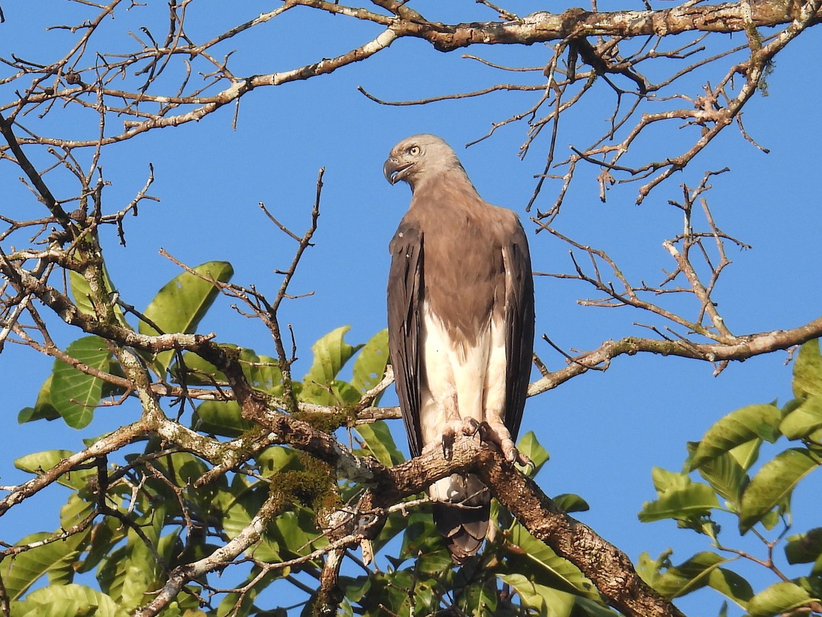 Gray-headed Fish-Eagle - ML622827044