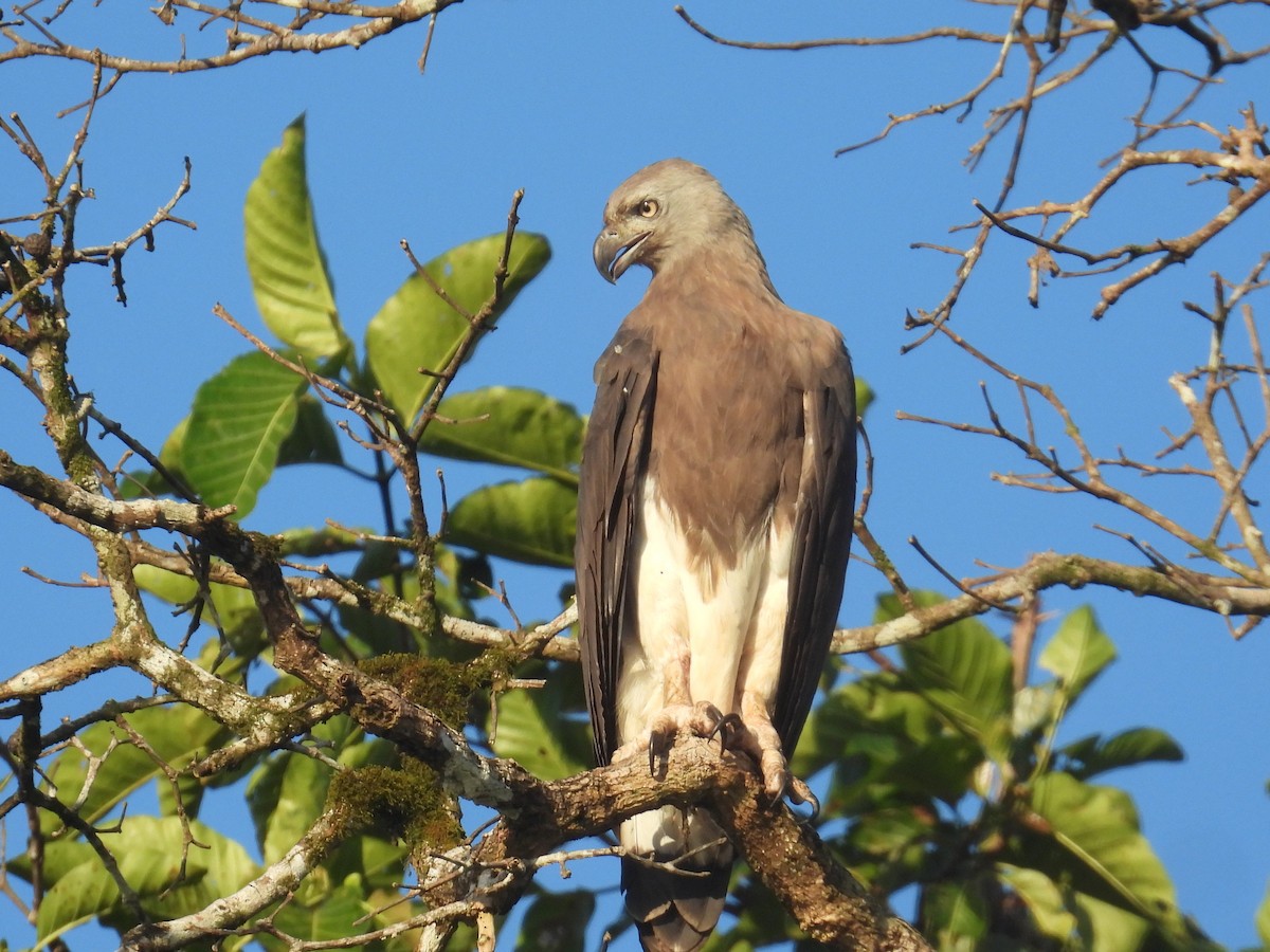 Gray-headed Fish-Eagle - bob butler