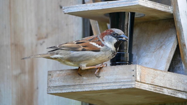 House Sparrow - ML622827088