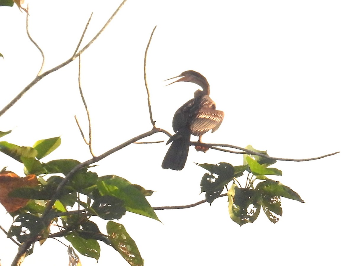 Anhinga Asiática - ML622827145