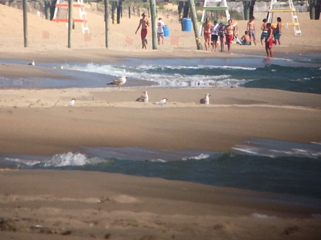 Gull-billed Tern - ML62282721