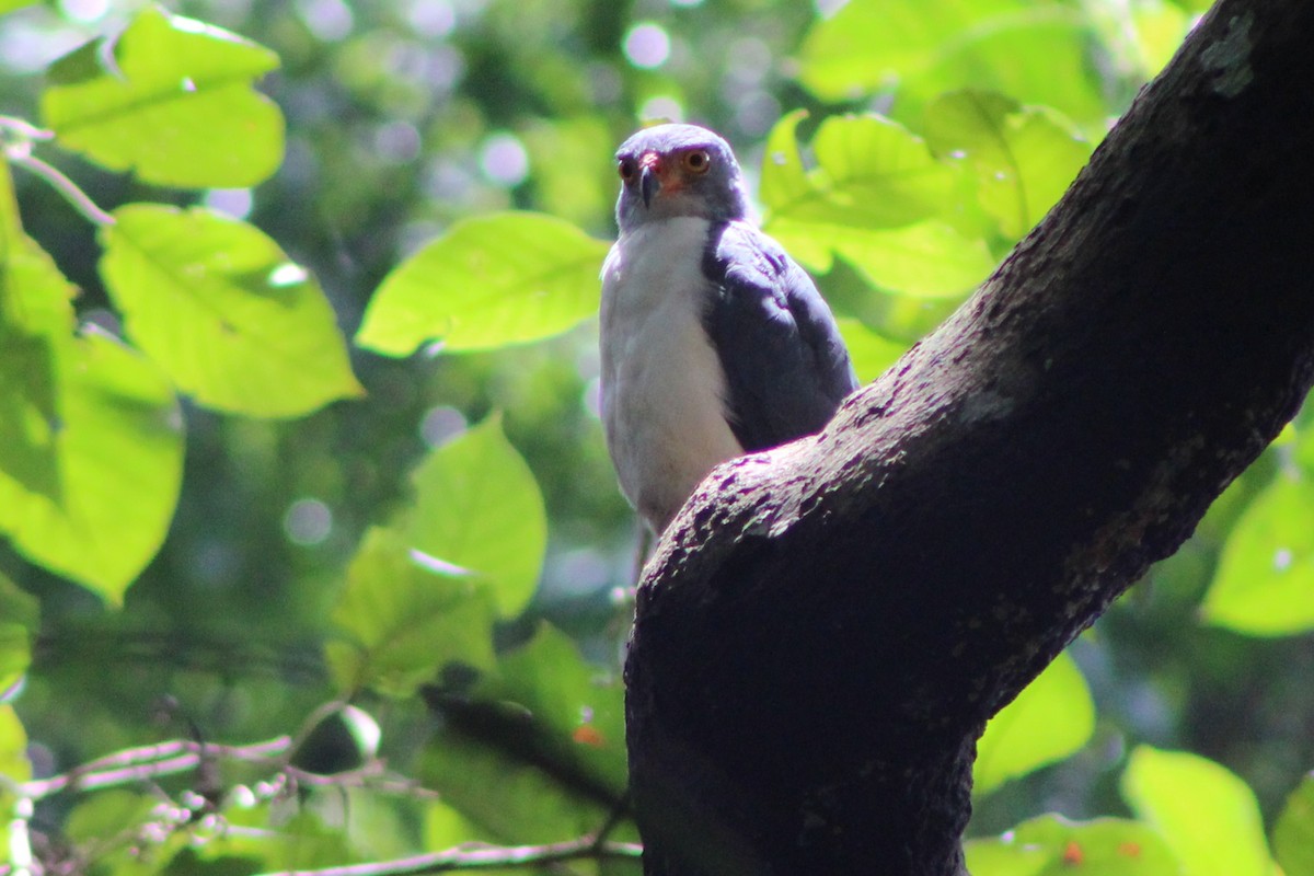 Semiplumbeous Hawk - Tommy DeBardeleben