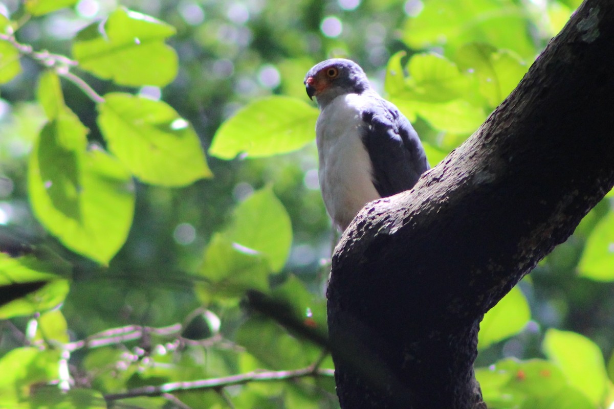 Semiplumbeous Hawk - Tommy DeBardeleben