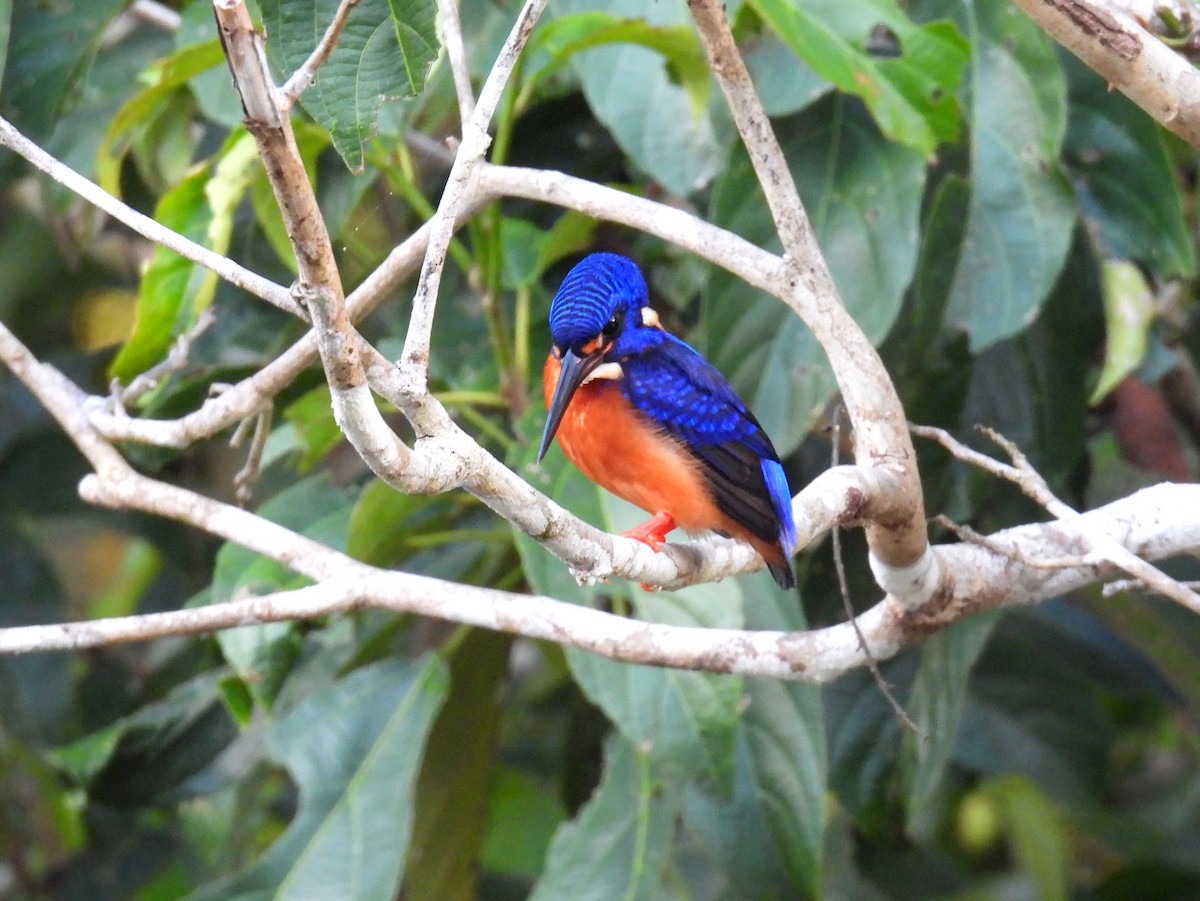 Blue-eared Kingfisher - ML622827227