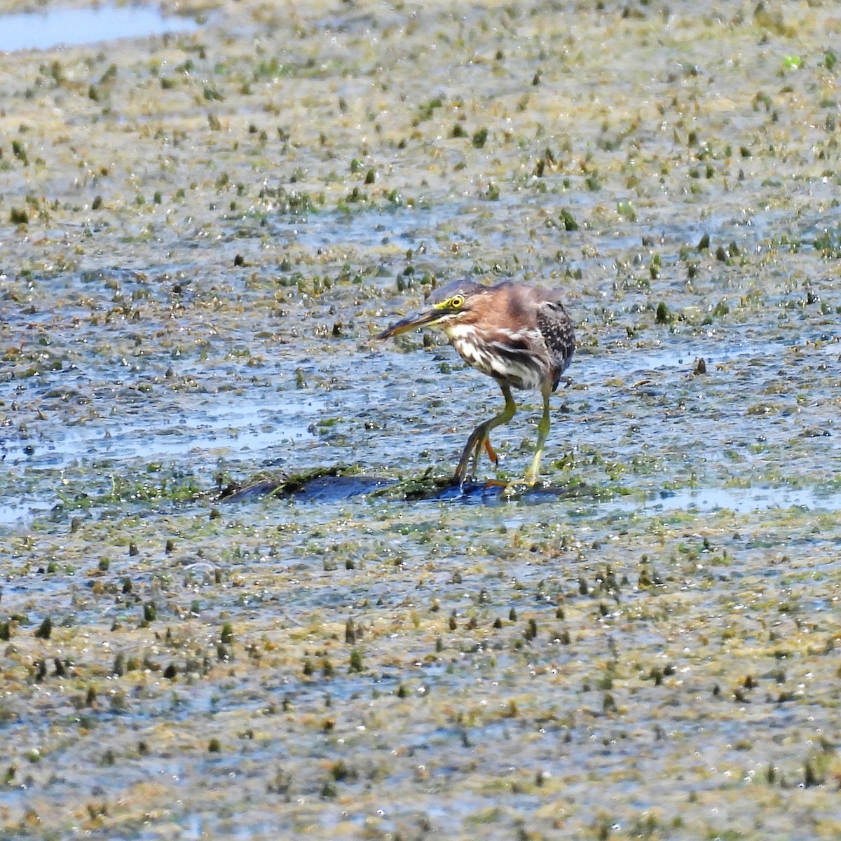 Green Heron - ML622827231