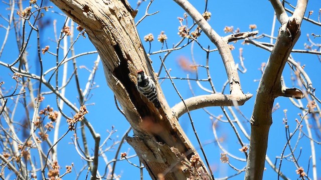 Lesser Spotted Woodpecker - ML622827234