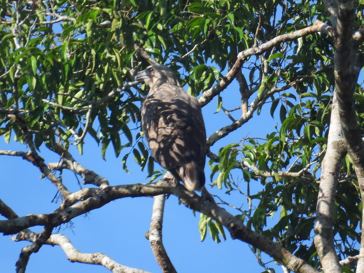 Changeable Hawk-Eagle (Changeable) - bob butler