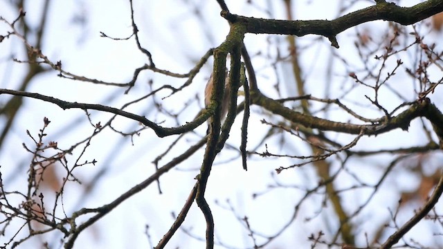 Lesser Spotted Woodpecker - ML622827342