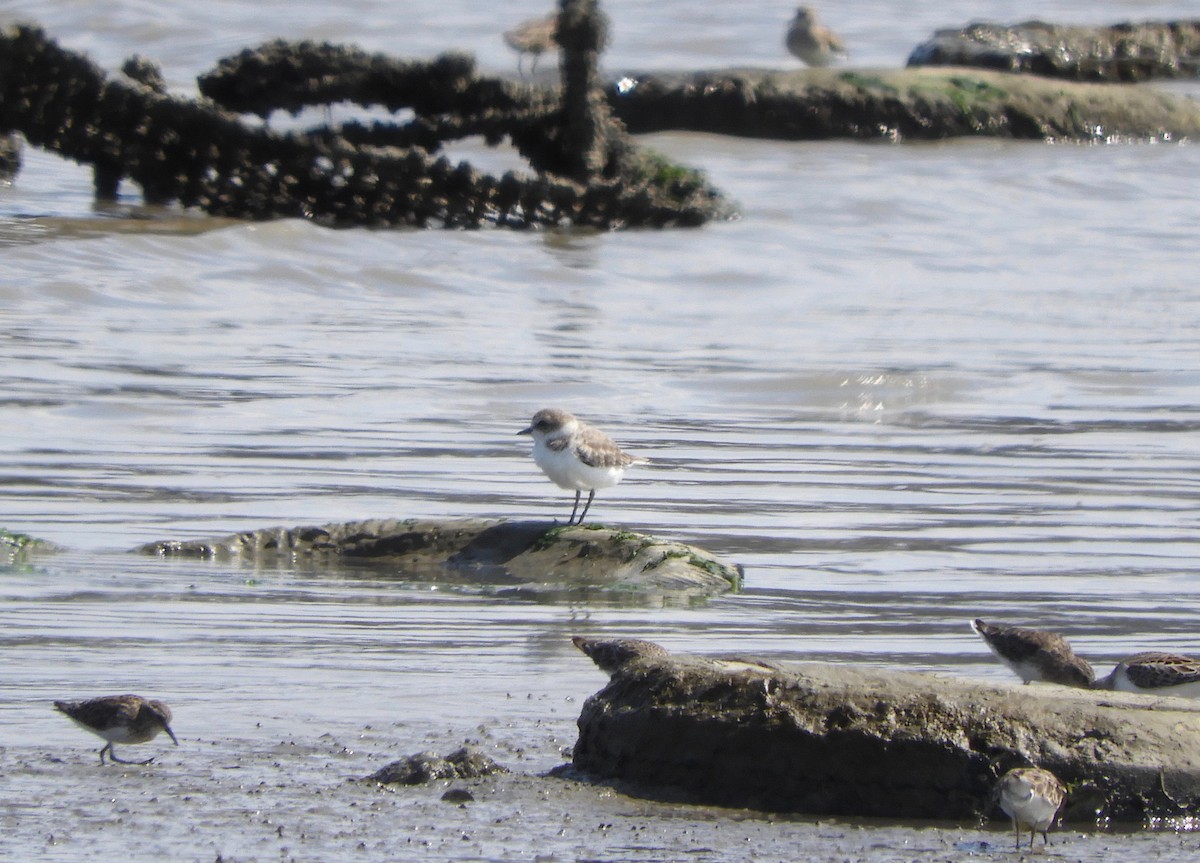 Snowy Plover - ML622827346