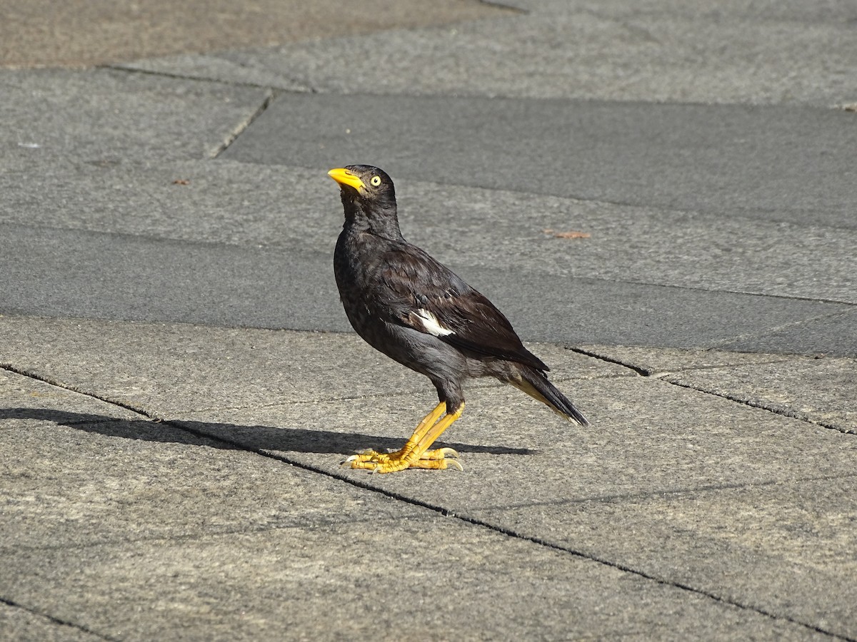 Javan Myna - ML622827355