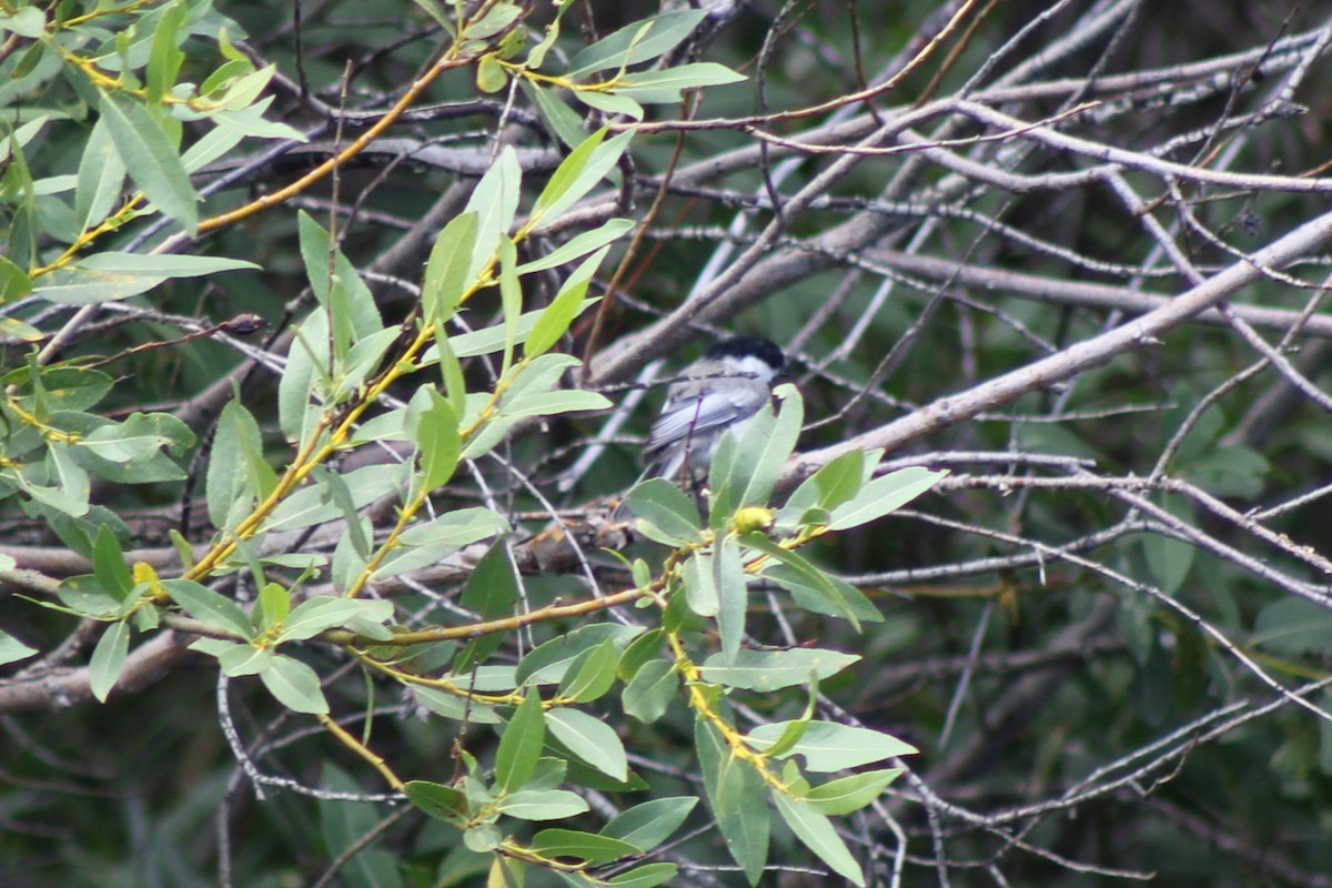 Black-capped Chickadee - ML622827366