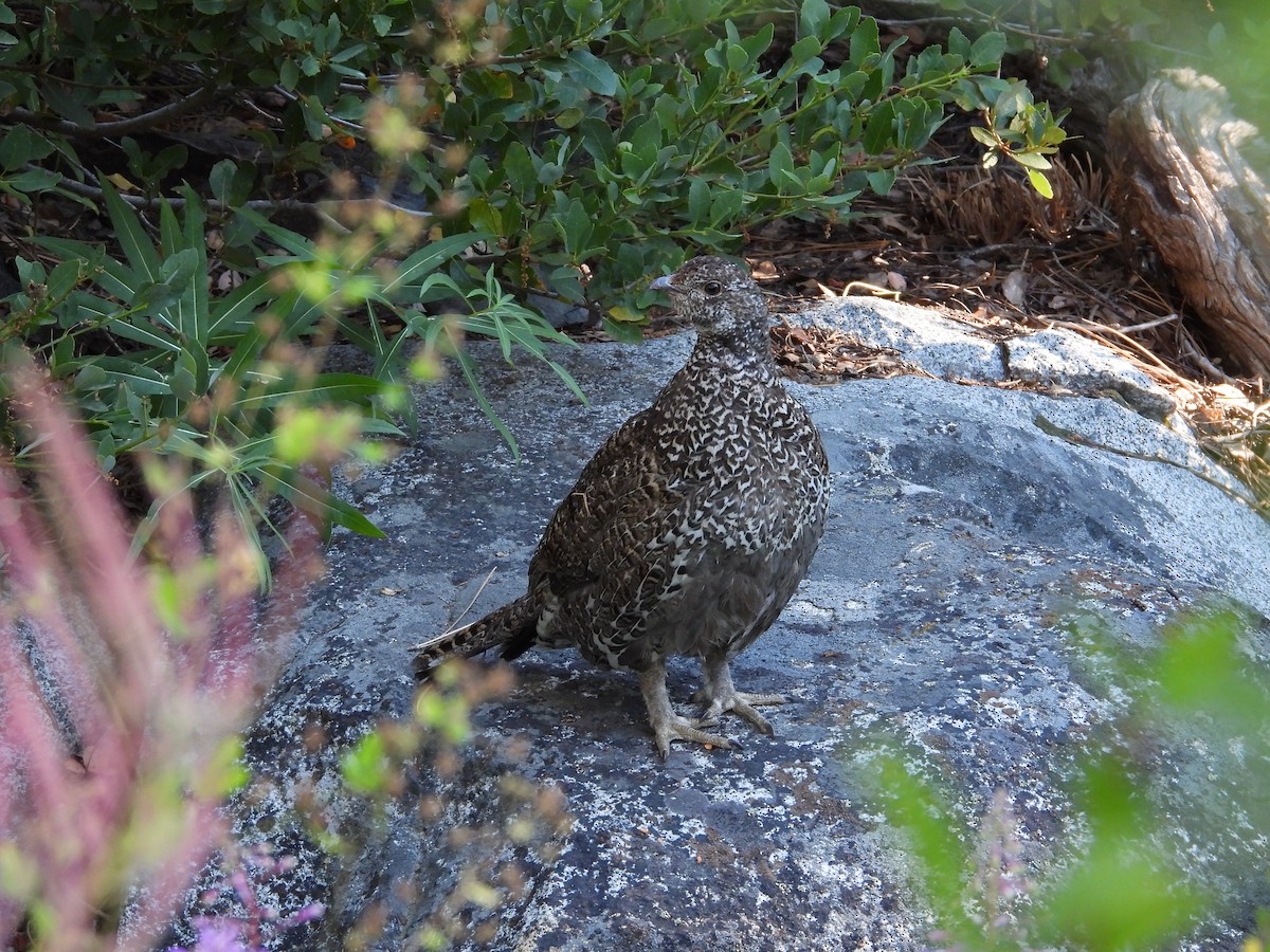 Sooty Grouse - ML622827371