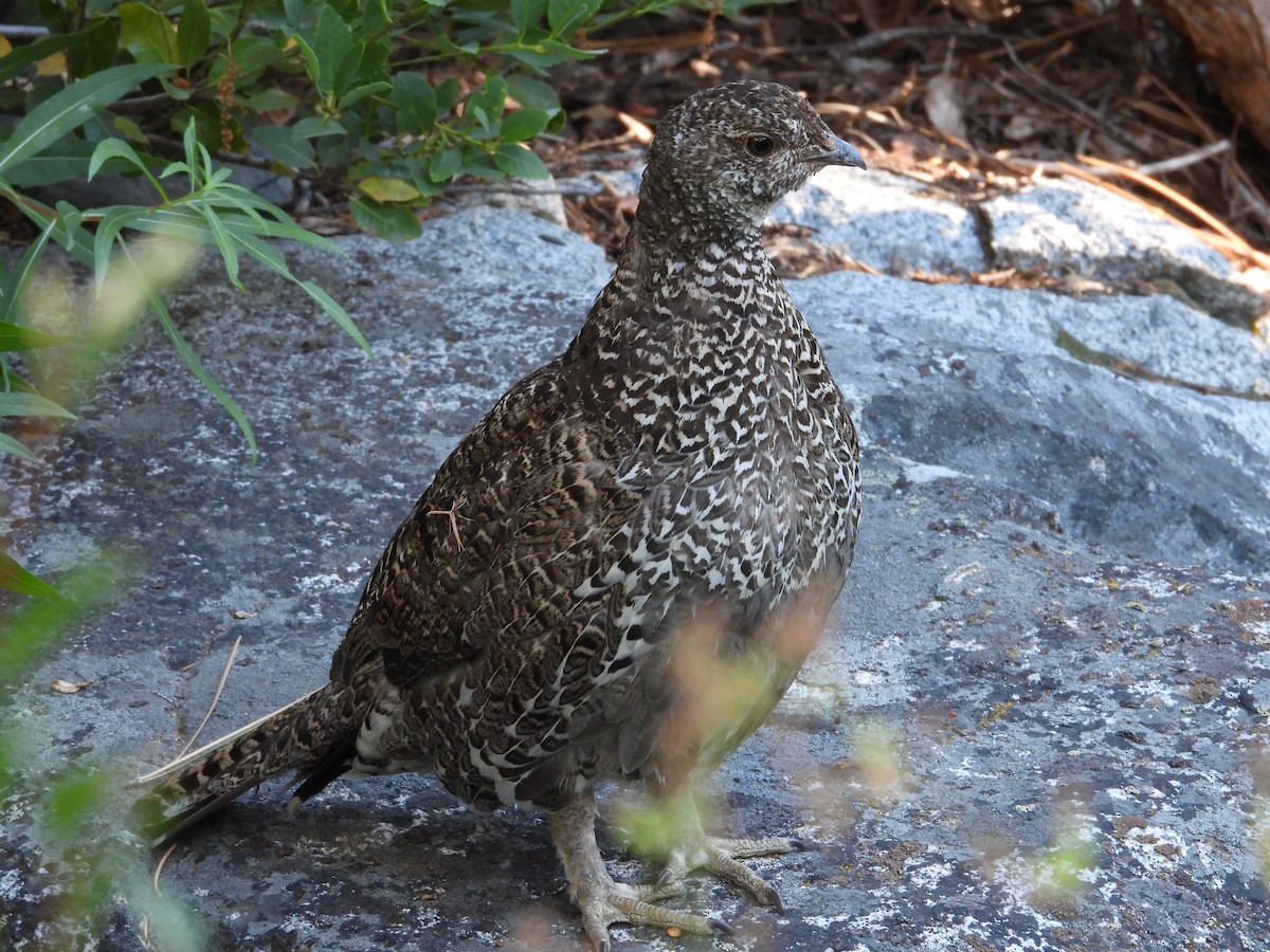 Sooty Grouse - ML622827372