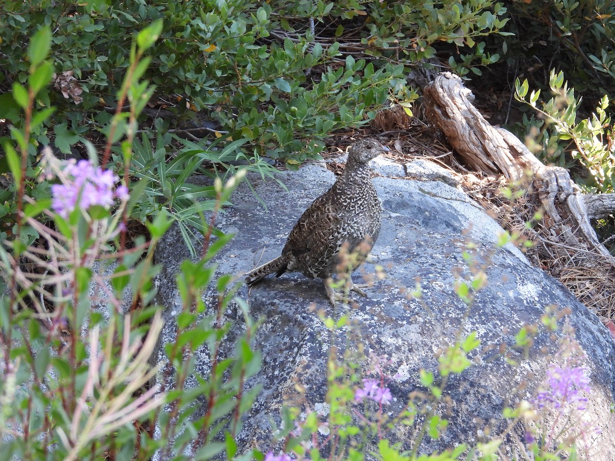 Sooty Grouse - ML622827373