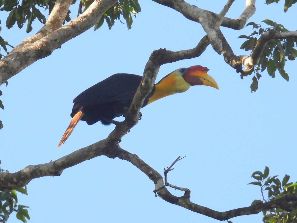 Wrinkled Hornbill - ML622827375