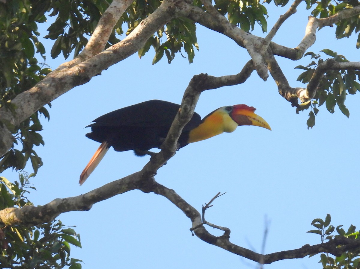 Wrinkled Hornbill - ML622827376