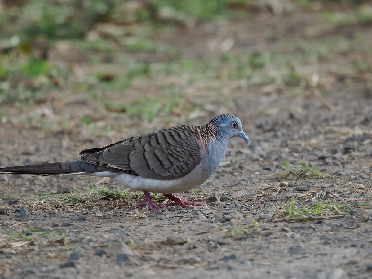 Bar-shouldered Dove - Tony Richards