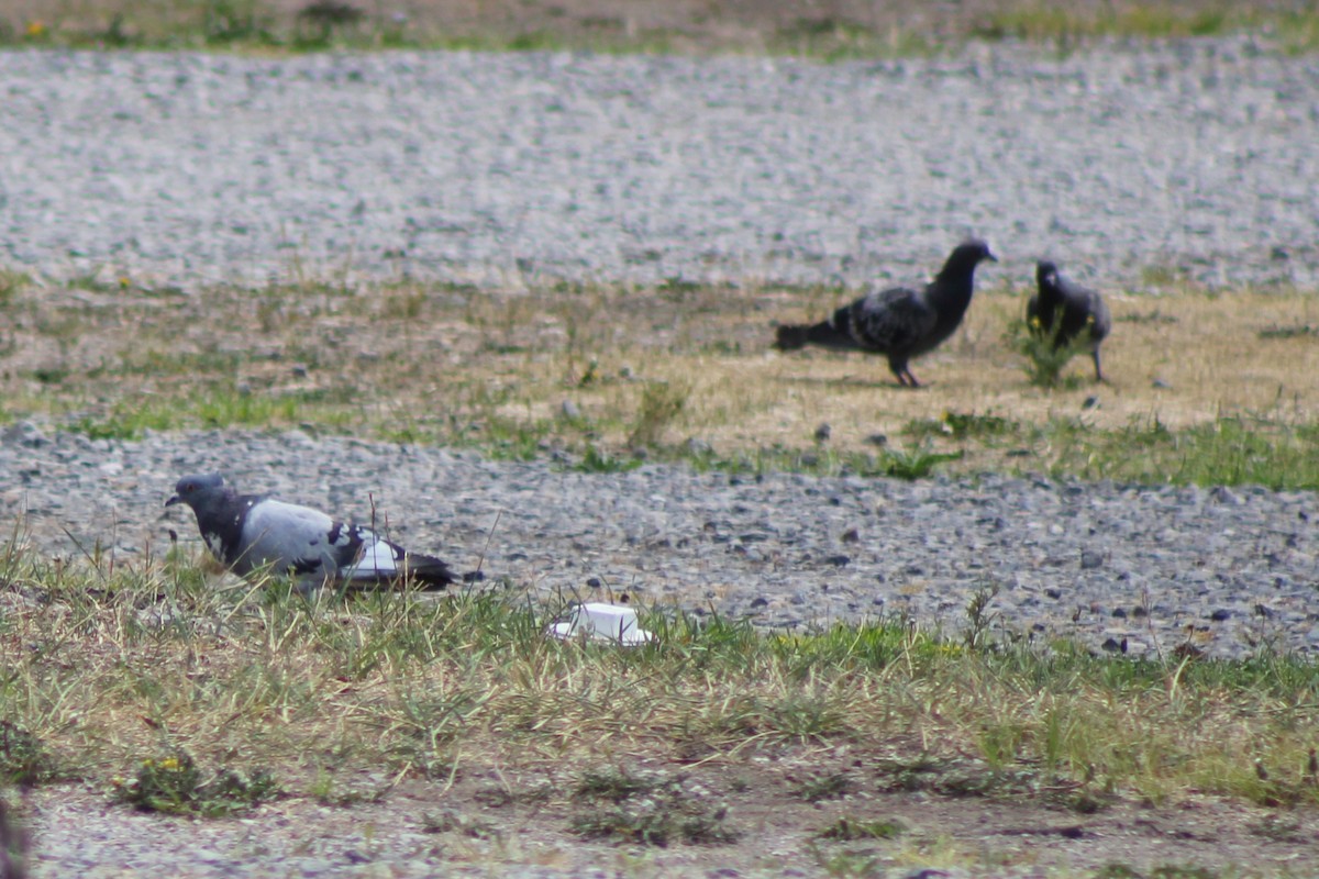 Rock Pigeon (Feral Pigeon) - ML622827409