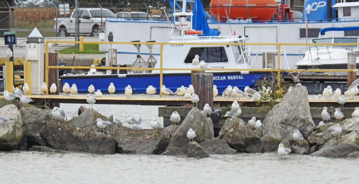 Ring-billed Gull - Jean Iron