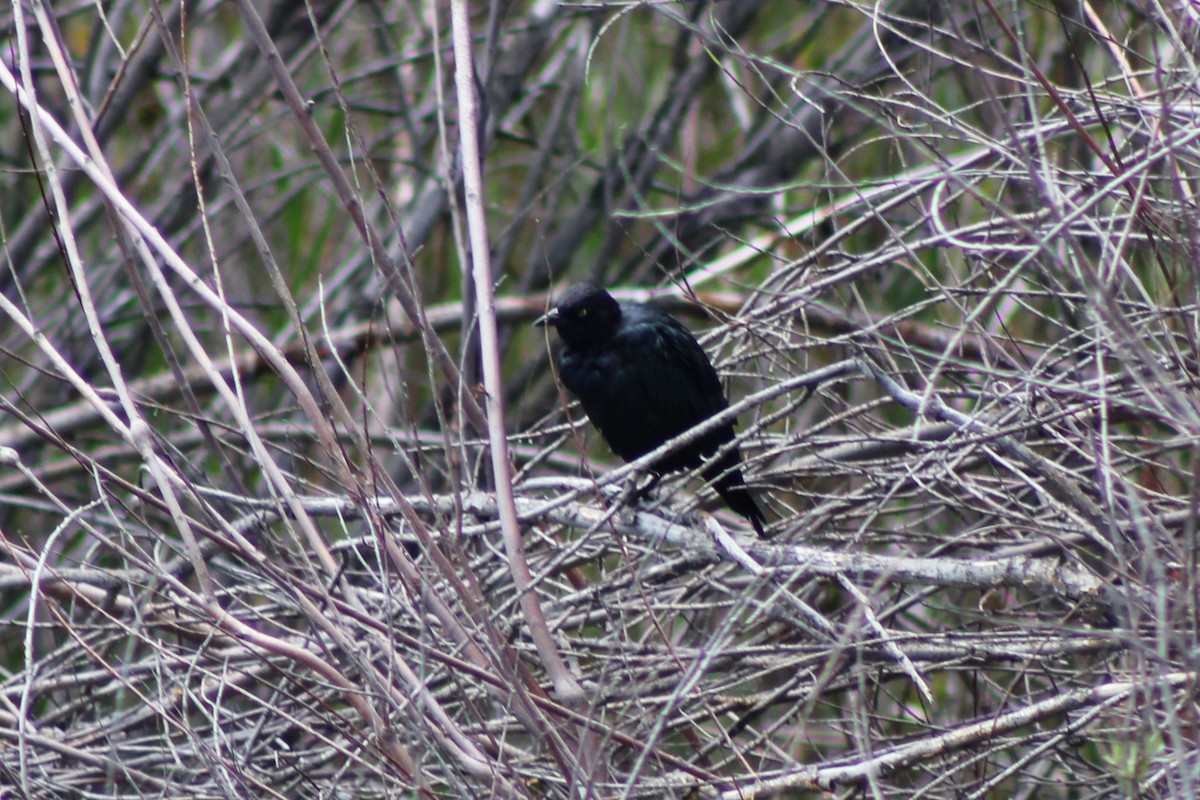 Brewer's Blackbird - ML622827419
