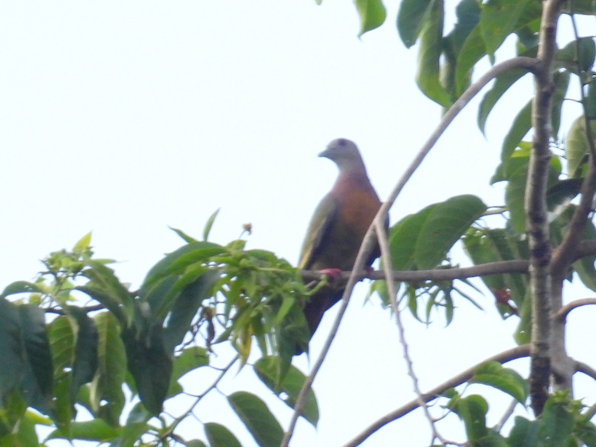 Pink-necked Green-Pigeon - ML622827420