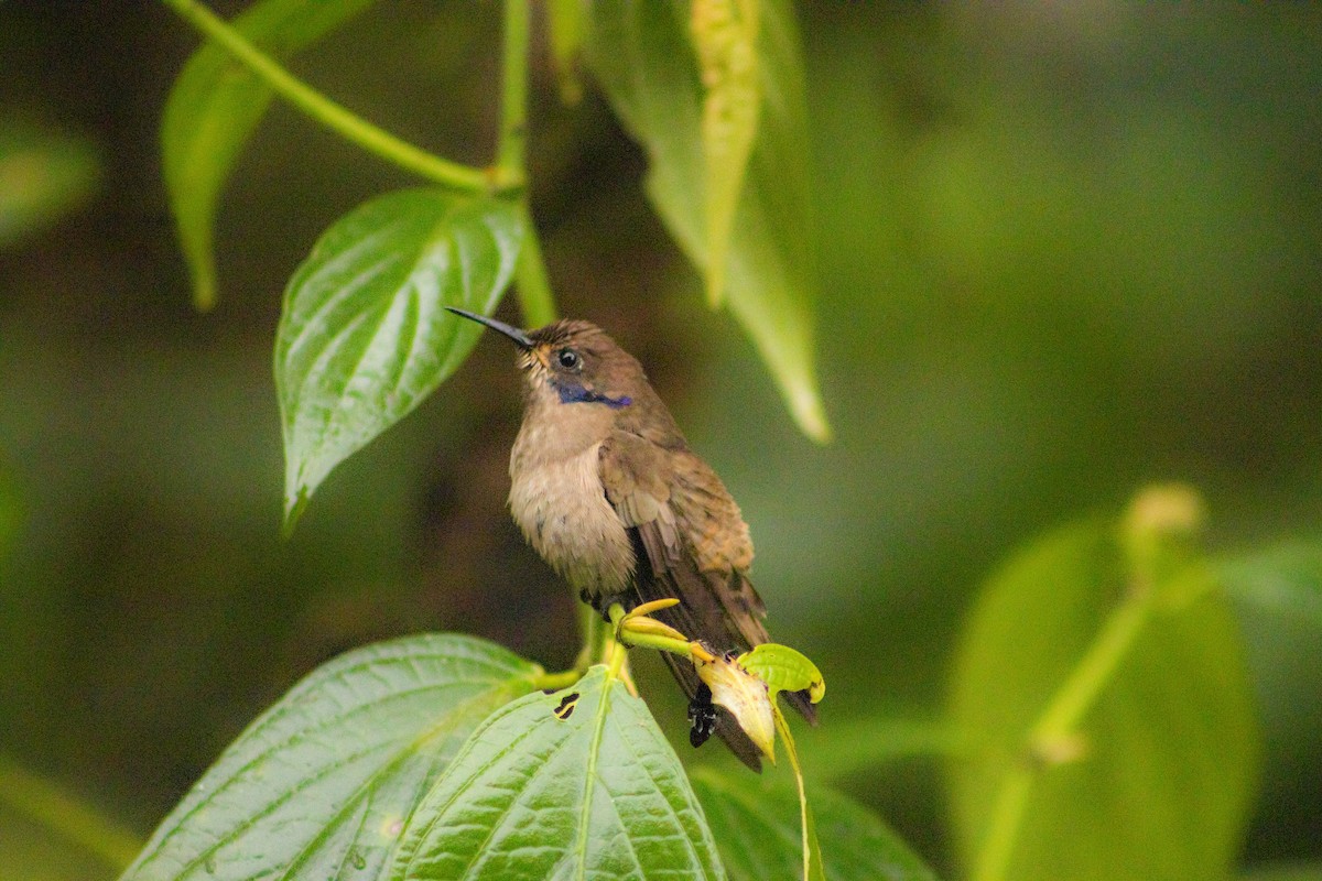 Colibrí Pardo - ML622827447