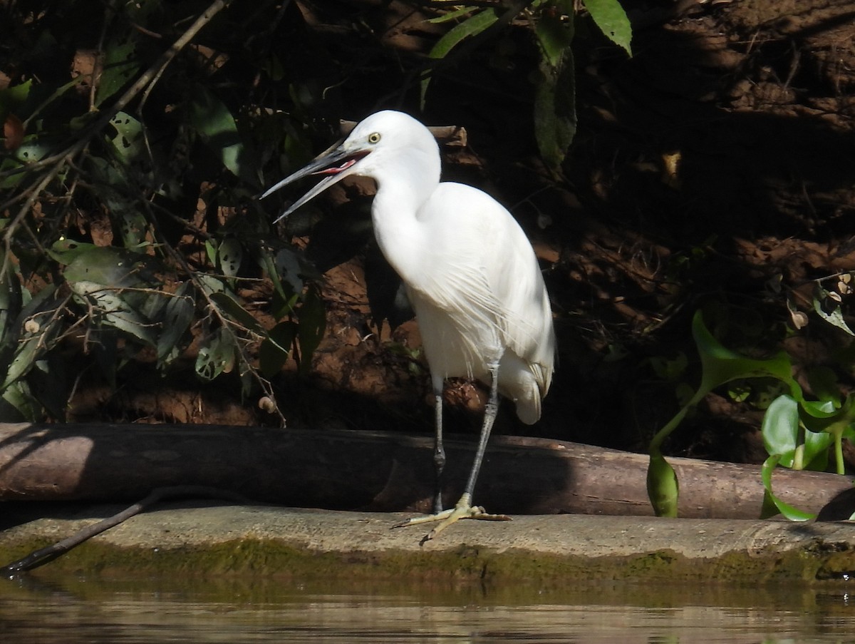 Little Egret (Western) - bob butler