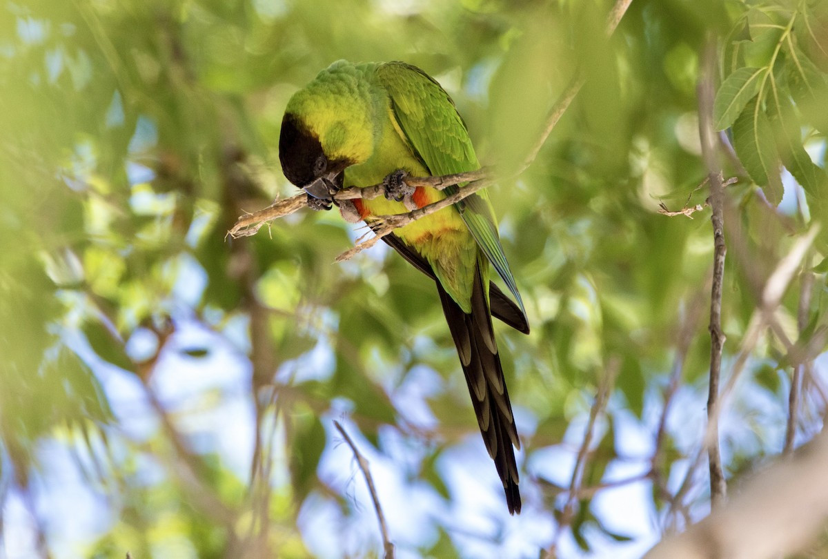 Nanday Parakeet - Andrew Kenny