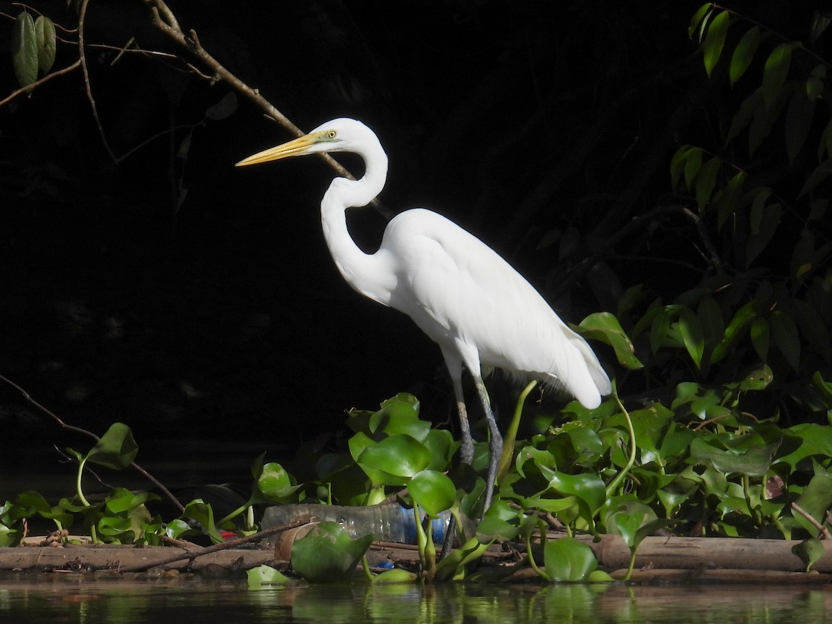 Great Egret (modesta) - bob butler