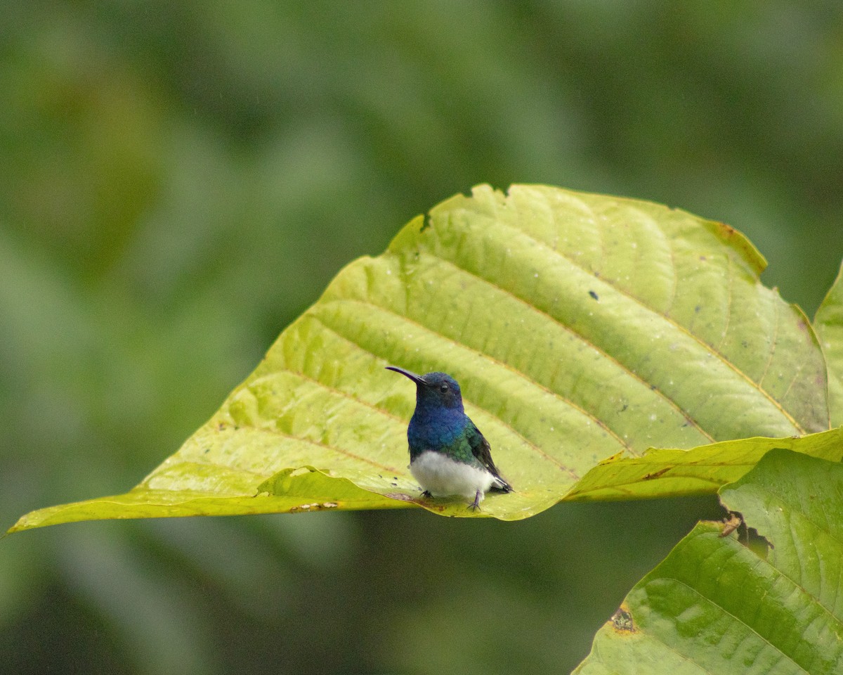 Colibrí Nuquiblanco - ML622827524