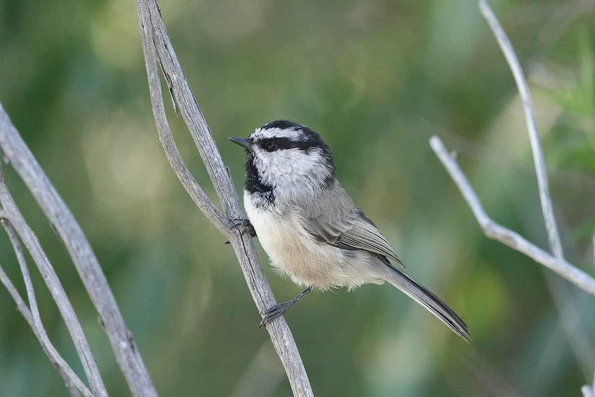 Mésange de Gambel - ML622827532
