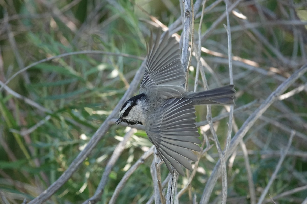 Mésange de Gambel - ML622827533