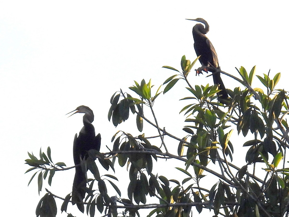 Anhinga Asiática - ML622827605