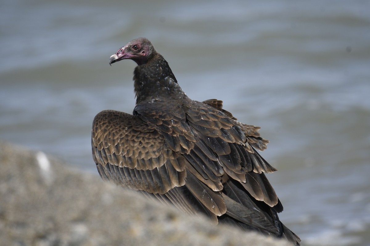 Turkey Vulture - ML622827606