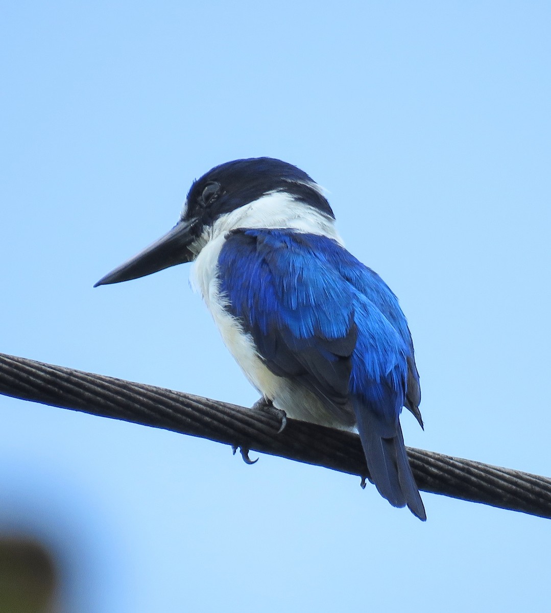 Blue-and-white Kingfisher - ML622827624