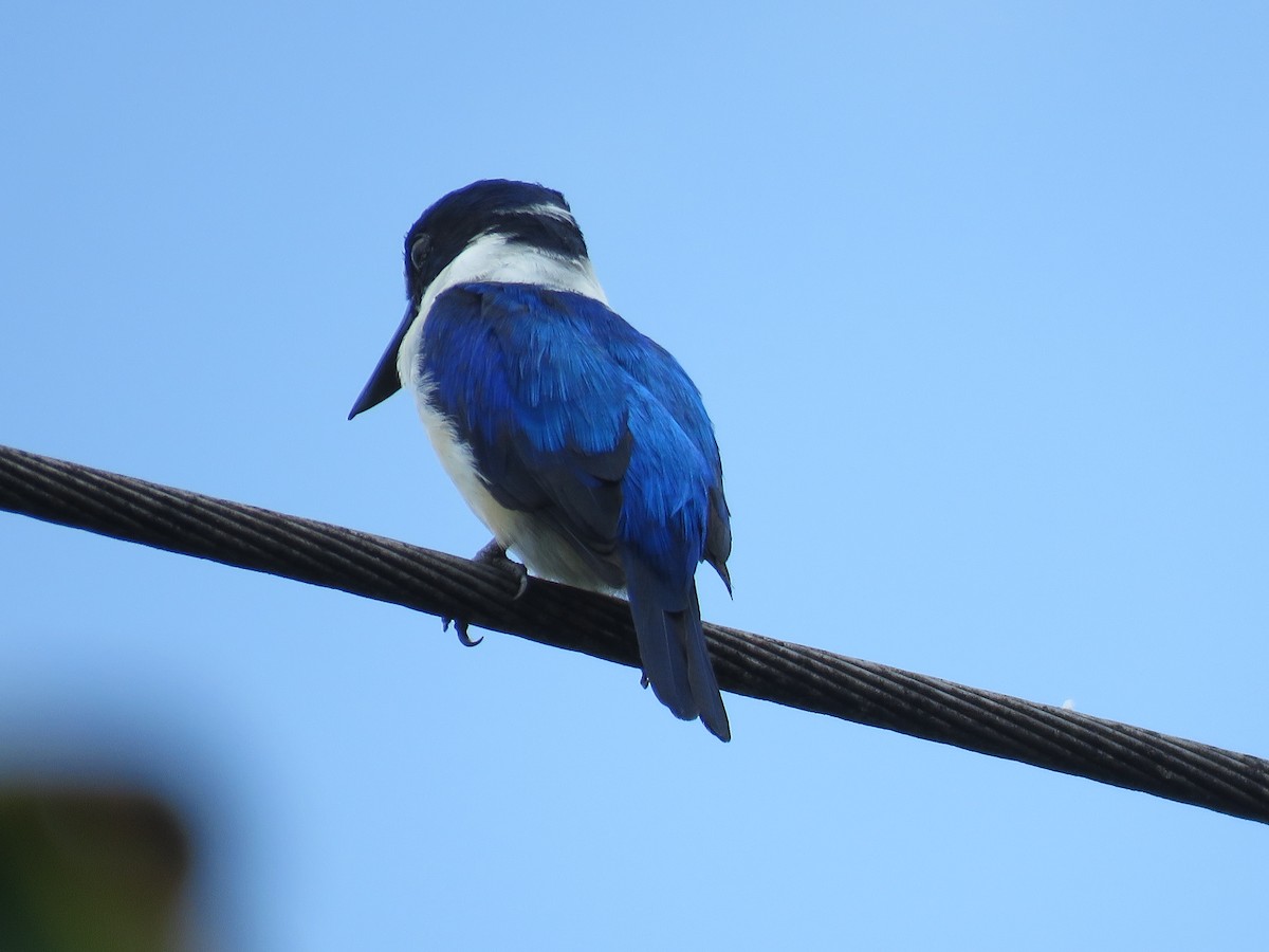 Blue-and-white Kingfisher - ML622827625