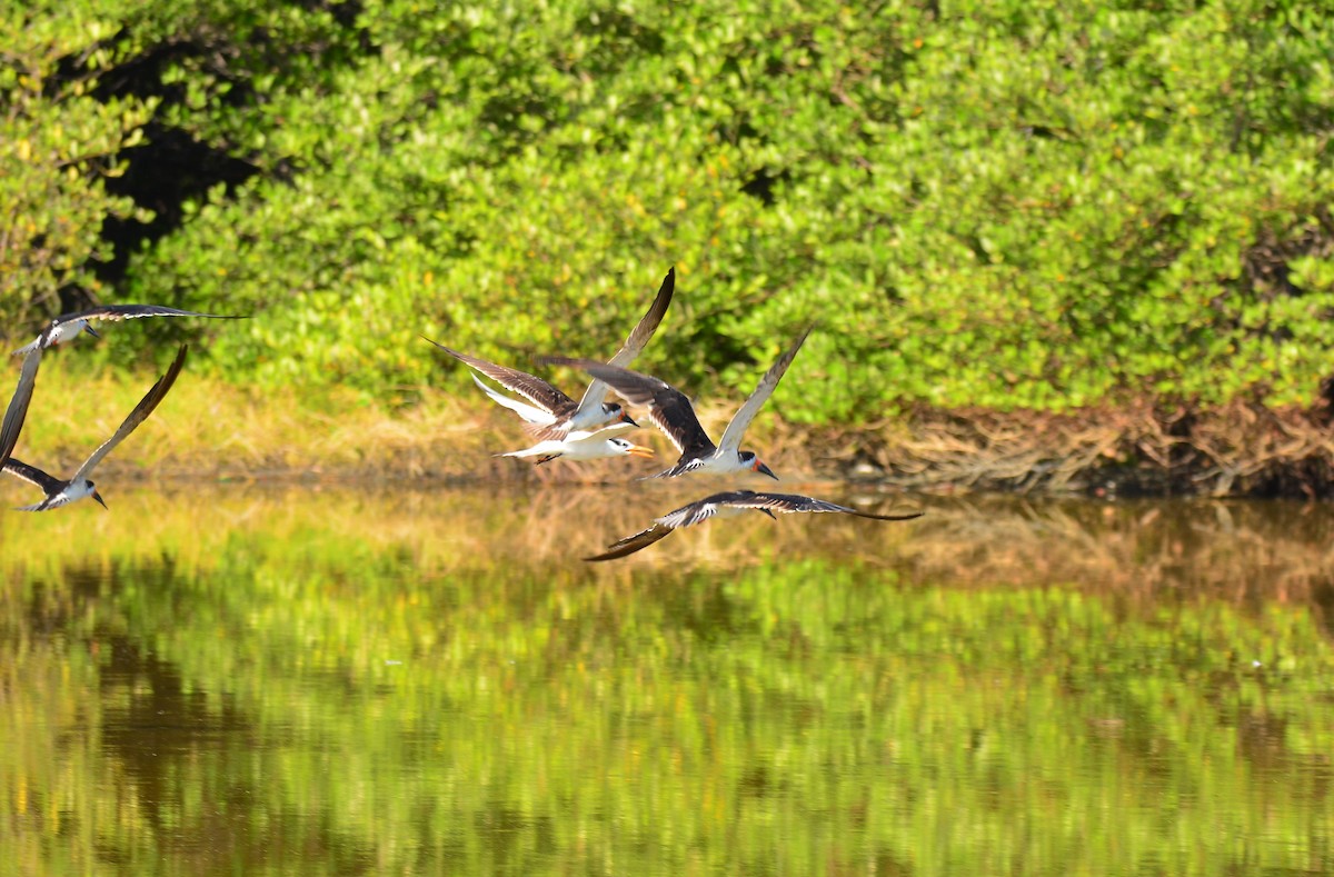 Black Skimmer - Victor D. Pardo Romero