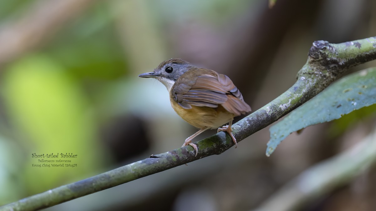 Short-tailed Babbler - Kenneth Cheong