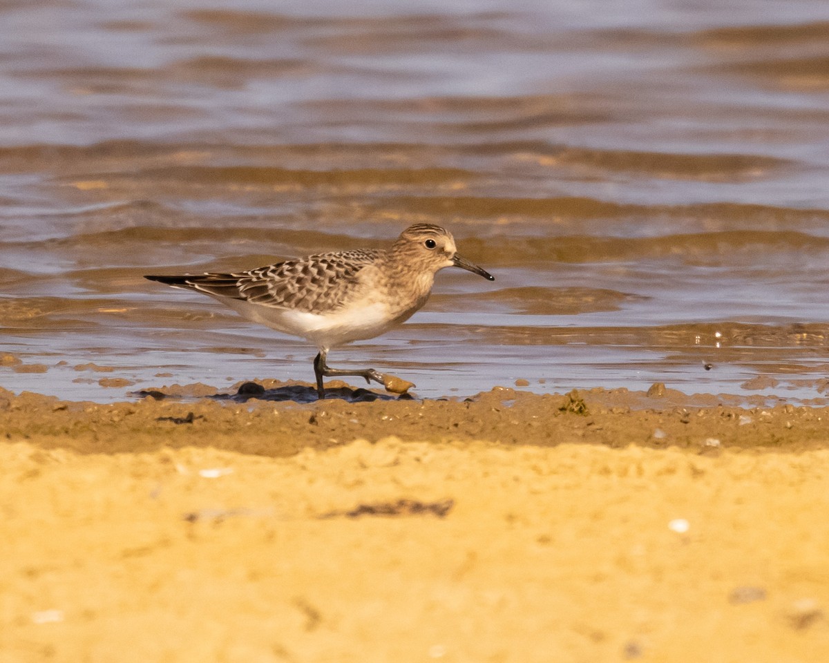 Baird's Sandpiper - ML622827653