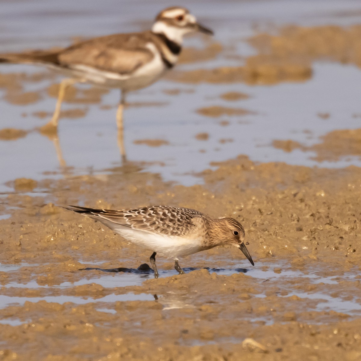 Baird's Sandpiper - ML622827654