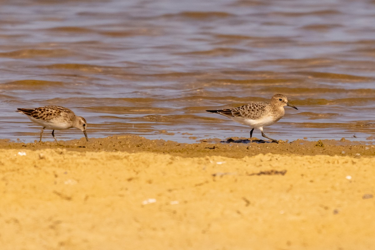 Baird's Sandpiper - ML622827658