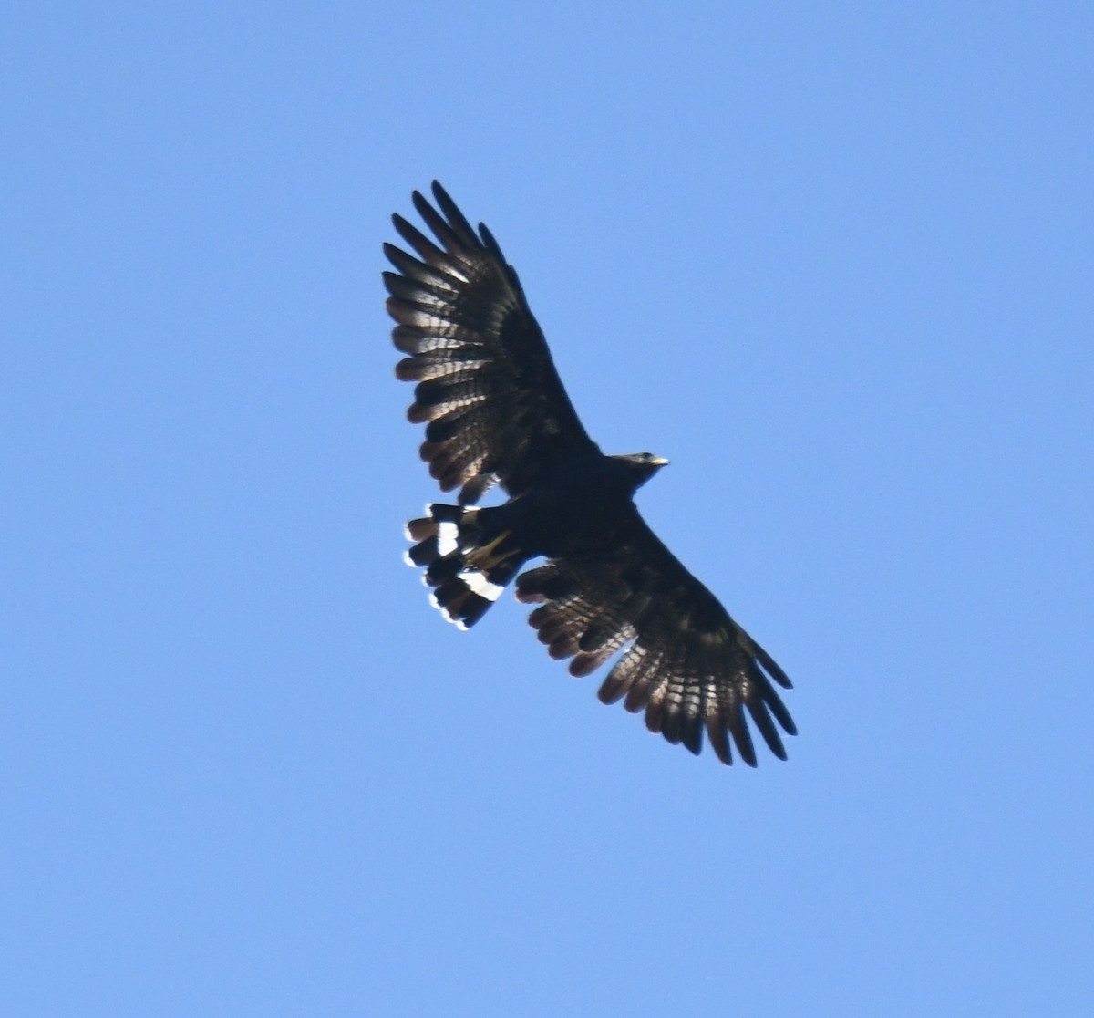 Common Black Hawk - Leonardo Guzmán (Kingfisher Birdwatching Nuevo León)