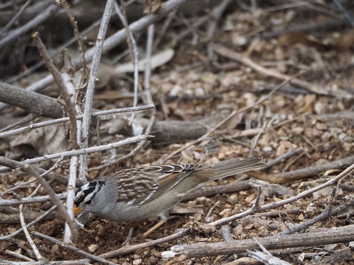 White-crowned Sparrow - Kandace Glanville