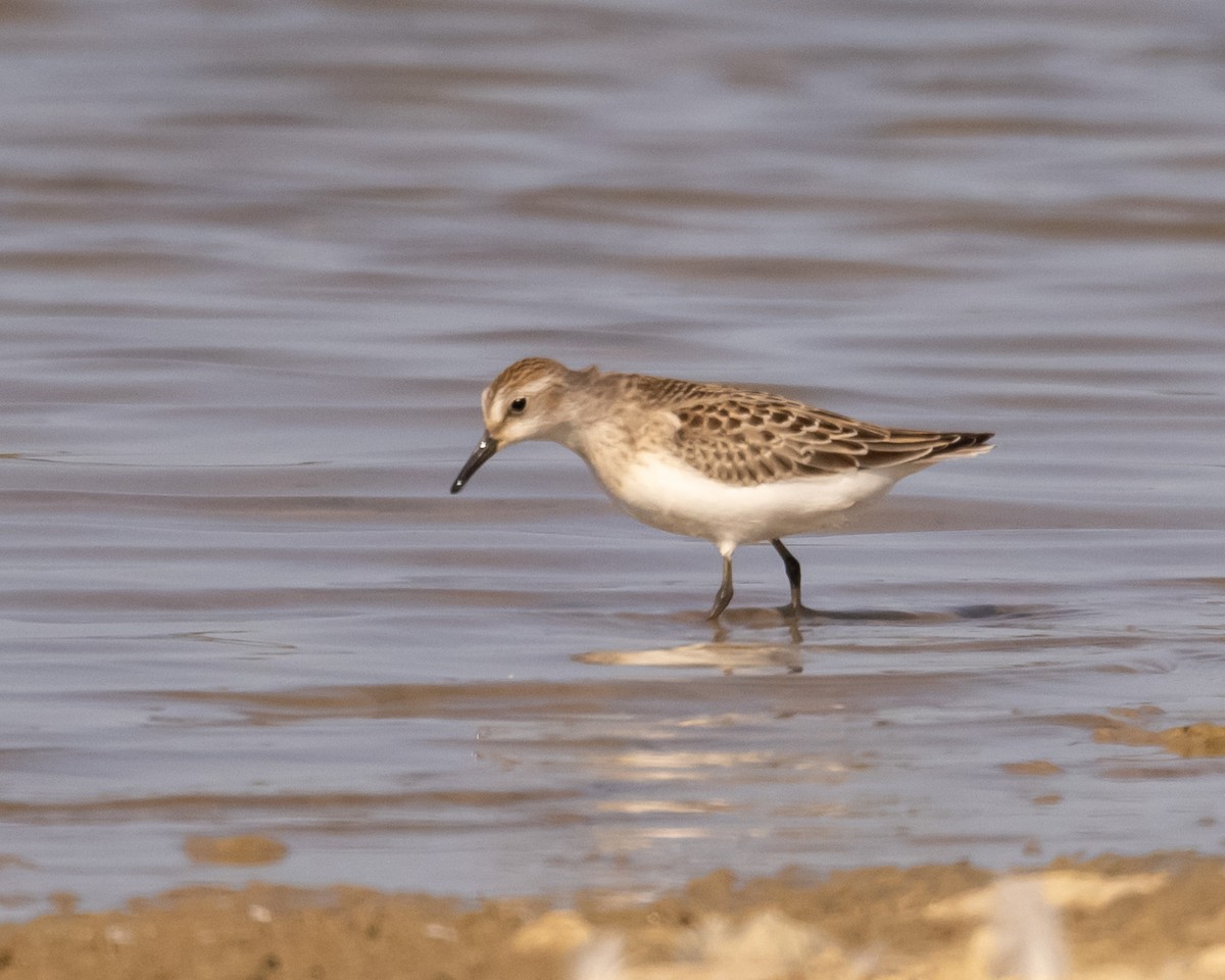 Semipalmated Sandpiper - ML622827697