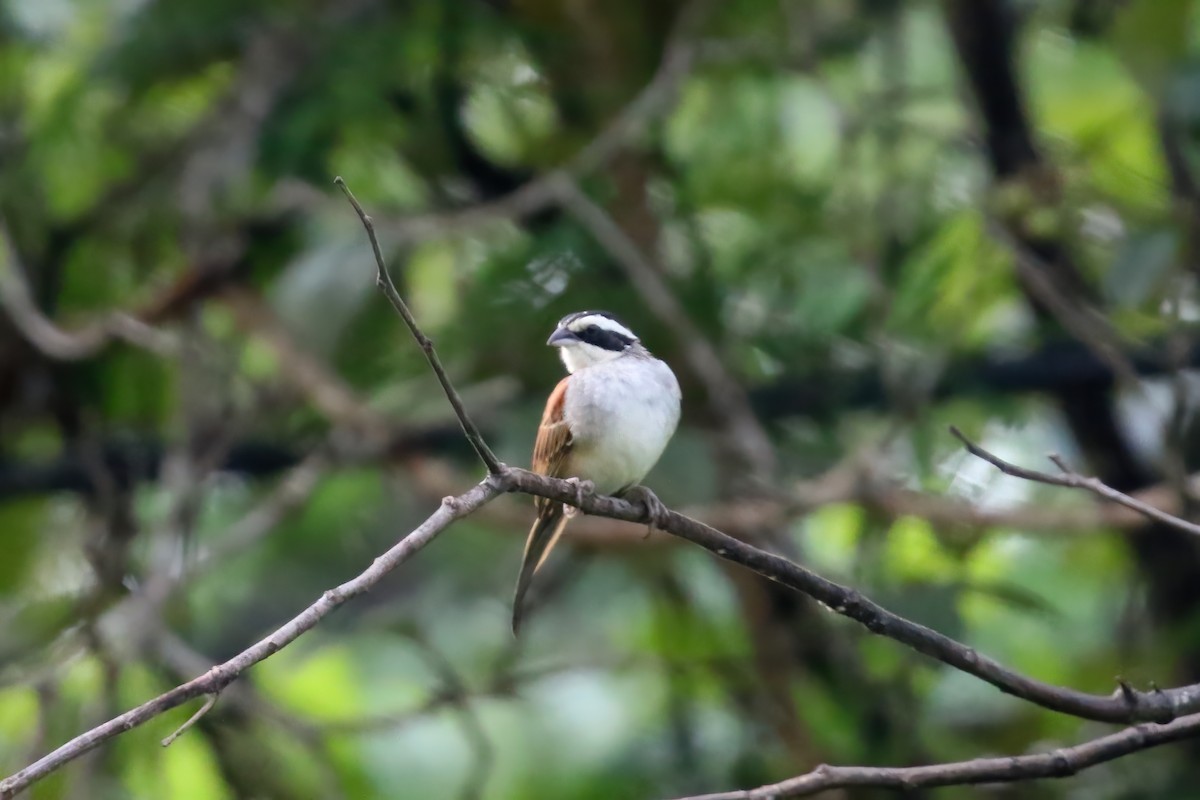 Stripe-headed Sparrow - Greg Scyphers