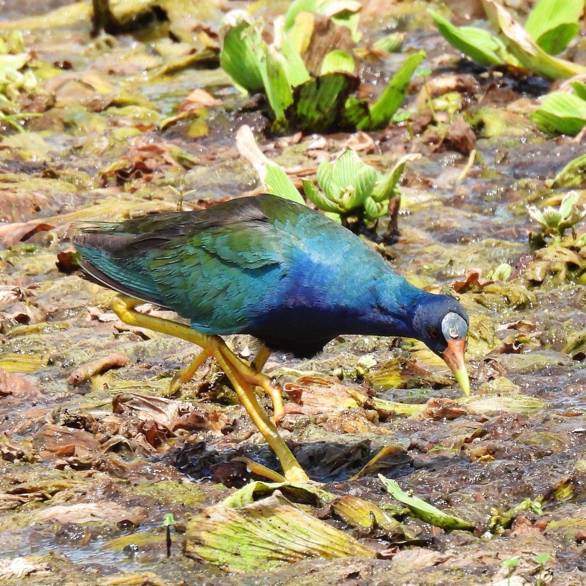 Purple Gallinule - Susan Kirkbride